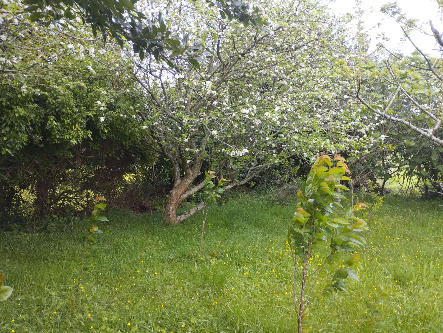 Gran cas aen venta en San Sadurniño, A Coruña.