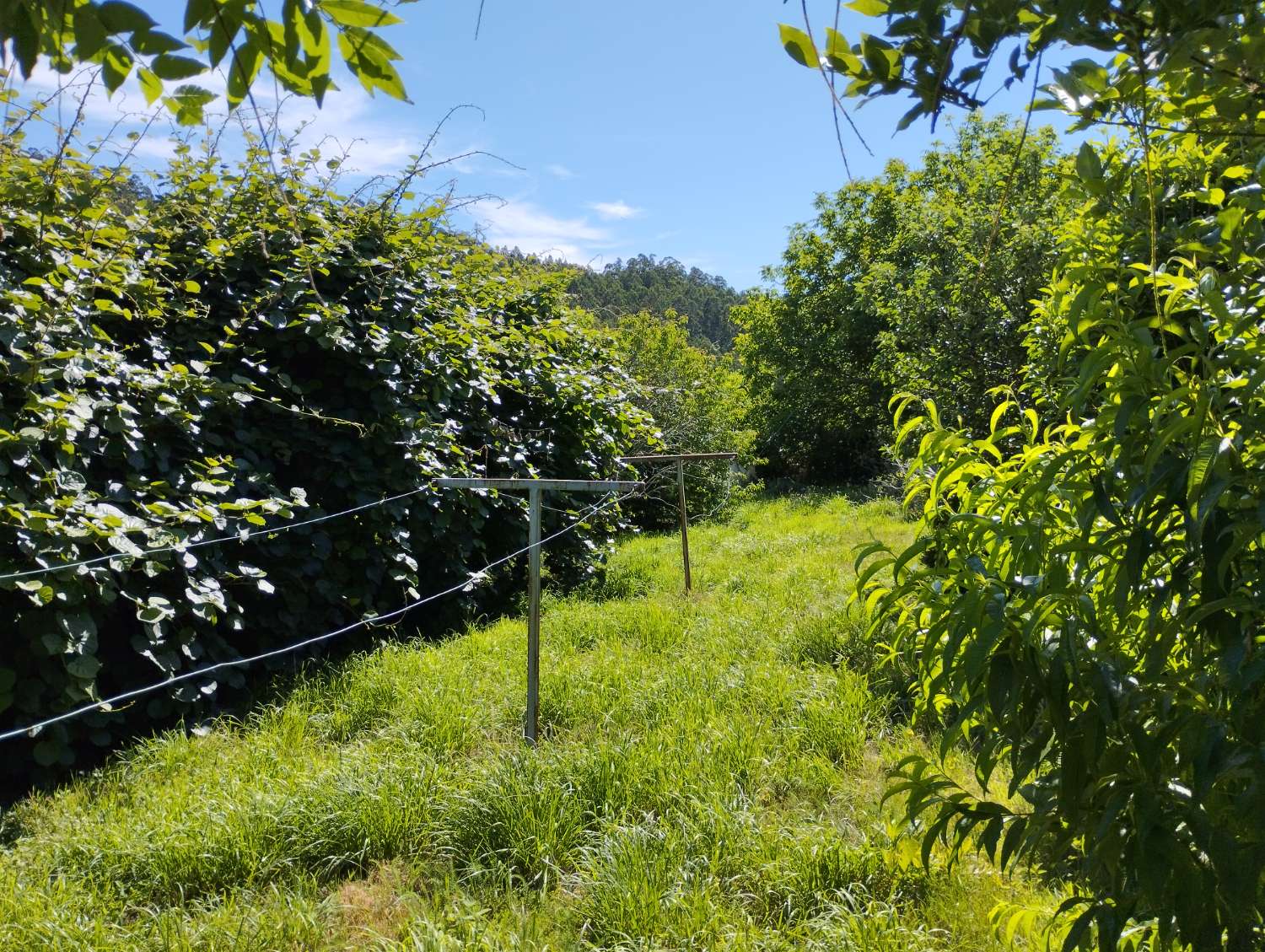 En venta gran casa con gran finca en Cerdido, A Coruña.