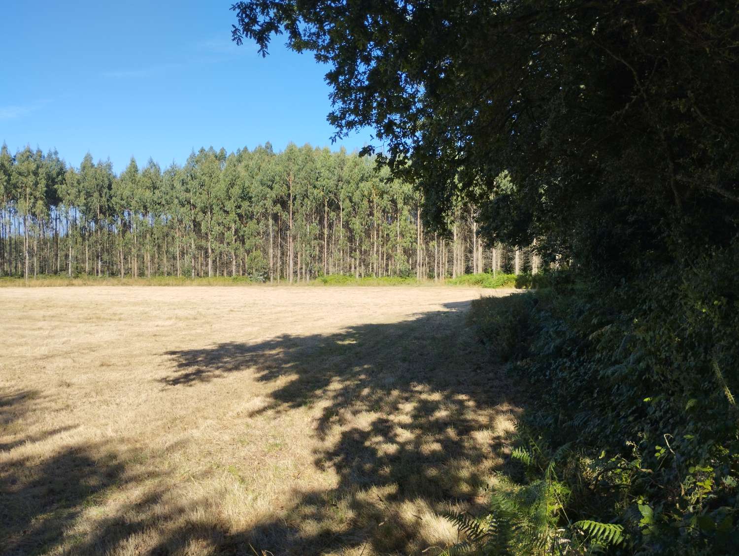 Parzelle zum verkauf in Begonte