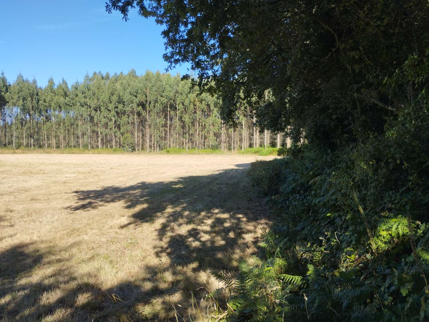 Parzelle zum verkauf in Begonte