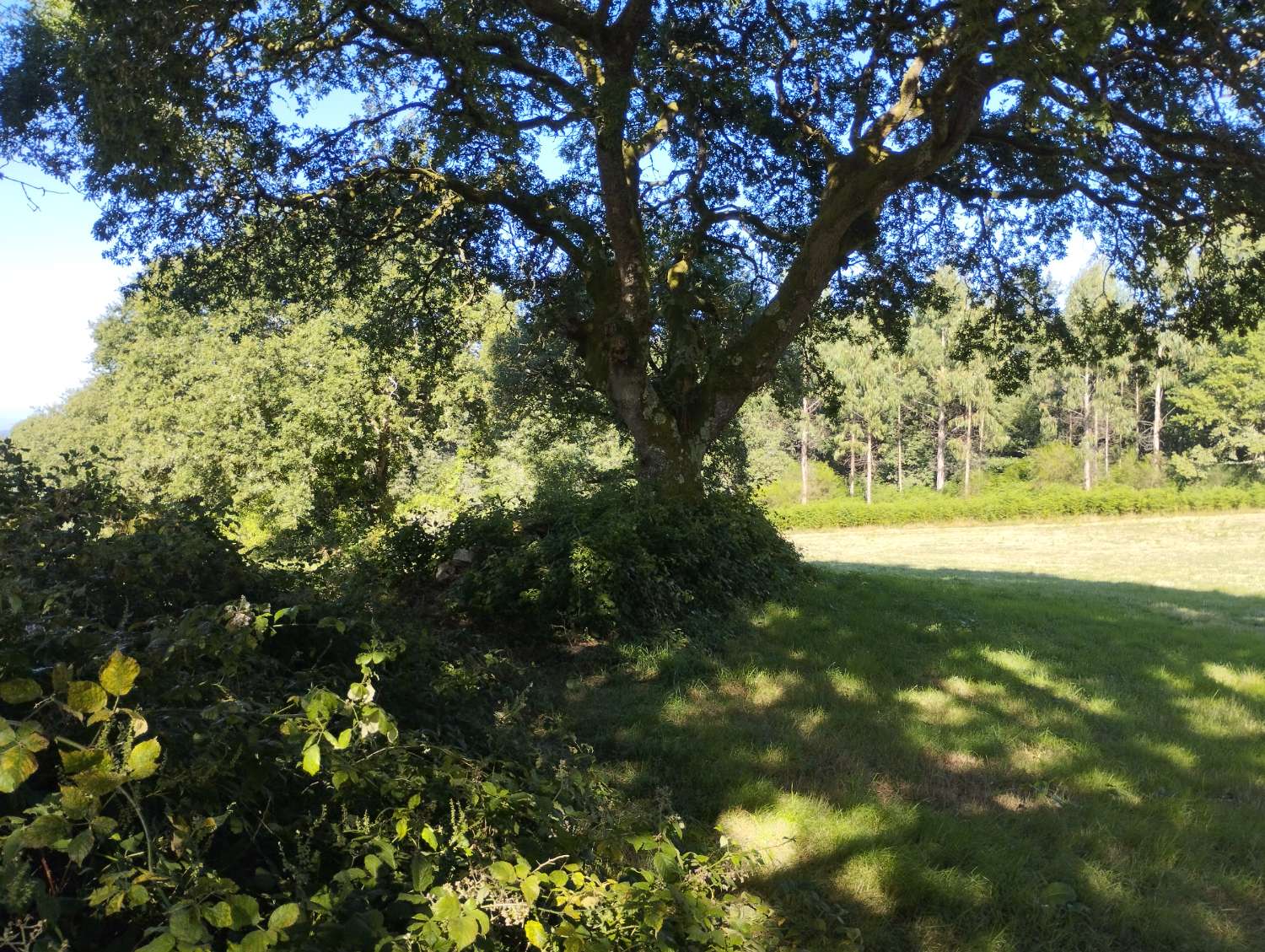 Parzelle zum verkauf in Begonte