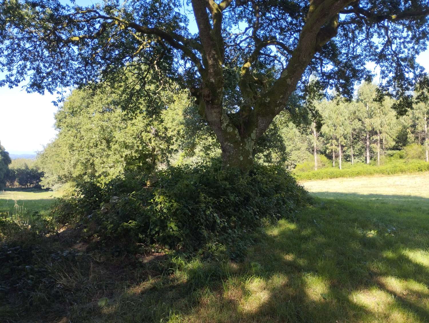 Parzelle zum verkauf in Begonte
