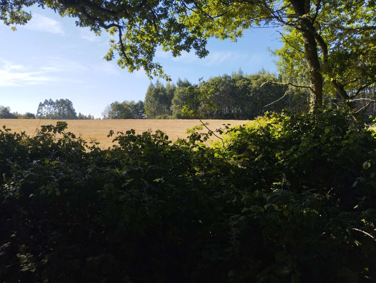 Parzelle zum verkauf in Begonte